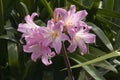 Pink flower head of a Amaryllis belladonna or naked-lady-lily