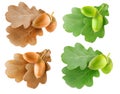 Summer and autumn oak tree leaves and acorns isolated collection Royalty Free Stock Photo