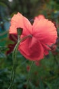 Summer backdrop of defocused pink poppy flower petals and green seed box closeup on foreground Royalty Free Stock Photo