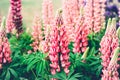 Summer background with blooming pink lupine flowers. Beautiful nature scene. Moody bold colors Royalty Free Stock Photo