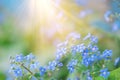 Summer background with blue flowers forget me nots and the sun Royalty Free Stock Photo