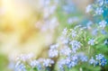 Summer background with blue flowers forget me nots and the sun Royalty Free Stock Photo