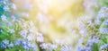 Summer background with blue flowers forget me nots and the sun Royalty Free Stock Photo