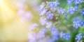 Summer background with blue flowers forget me nots and the sun Royalty Free Stock Photo