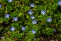 Summer background with blue flowers veronica chamaedrys. Blue flower bloom on green grass, spring background