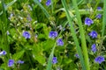 Summer background with blue flowers veronica chamaedrys. Blue flower bloom on green grass, spring background