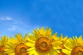 Summer background, bright yellow sunflower over blue sky Royalty Free Stock Photo