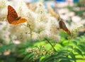 Summer background. Butterfly urticaria sits on a flower