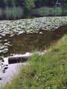 Summer background: calm water with green leaves and yellow flowers of water lilies, green grass on the shore Royalty Free Stock Photo