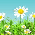 Summer background of cartoon green glade with daisy flowers