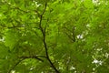 Summer background: chestnut green leaves and branches Royalty Free Stock Photo