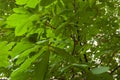 Summer background: chestnut leaves and branches against the sky Royalty Free Stock Photo
