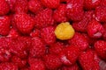 Red And Yellow Raspberries. Fresh Raspberries Background. Royalty Free Stock Photo