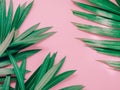 Summer background concept with green leaf of oleander tropical f Royalty Free Stock Photo