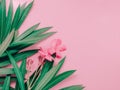 Summer background concept with leaf and flower bloom of oleander Royalty Free Stock Photo