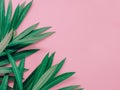 Summer background concept with leaf of oleander tropical flower Royalty Free Stock Photo