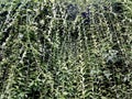 Summer background of decorative wall vines Royalty Free Stock Photo
