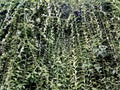 Summer background of decorative wall vines