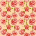 Summer background with delicate roses Royalty Free Stock Photo