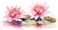 Art background lotus pink green flower nature blooming water blossom summer Royalty Free Stock Photo