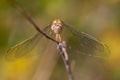 Summer background - dragonfly sitting on a tree branch Royalty Free Stock Photo