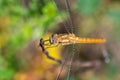 Summer background - dragonfly sitting on a tree branch Royalty Free Stock Photo