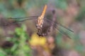 Summer background - dragonfly sitting on a tree branch Royalty Free Stock Photo