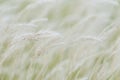 Summer background, dry grass flower blowing in the wind, red reed sway in the wind with beautiful nature background Royalty Free Stock Photo