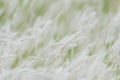 Summer background, dry grass flower blowing in the wind, red reed sway in the wind with beautiful nature background Royalty Free Stock Photo