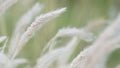 Summer background, dry grass flower blowing in the wind, red reed sway in the wind with beautiful nature background Royalty Free Stock Photo