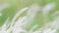 Summer background, dry grass flower blowing in the wind, red reed sway in the wind with beautiful nature background Royalty Free Stock Photo