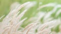 Summer background, dry grass flower blowing in the wind, red reed sway in the wind with blue sky background