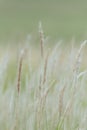 Summer background, dry grass flower blowing in the wind, red reed sway in the wind with beautiful nature background Royalty Free Stock Photo