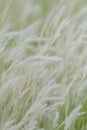 Summer background, dry grass flower blowing in the wind, red reed sway in the wind with beautiful nature background Royalty Free Stock Photo