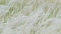 Summer background, dry grass flower blowing in the wind, red reed sway in the wind with beautiful nature background Royalty Free Stock Photo