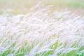 Summer background, dry grass flower blowing in the wind, red reed sway in the wind with blue sky background Royalty Free Stock Photo