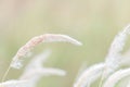 Summer background, dry grass flower blowing in the wind, red reed sway in the wind with blue sky background