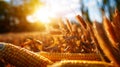 summer background of field with ripe cobs, grains of corn in the foreground , natural light, soft bokeh and blue sky