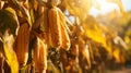 summer background of field with ripe cobs, grains of corn in the foreground , natural light, soft bokeh and blue sky