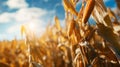 summer background of field with ripe cobs, grains of corn in the foreground , natural light, soft bokeh and blue sky