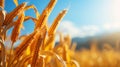 summer background of field with ripe cobs, grains of corn in the foreground , natural light, soft bokeh and blue sky