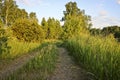 Summer background - field road among meadows and grasses on a sunset background. Plain landscape