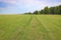 Summer background. A field road overgrown with grass in the middle of a meadow. Royalty Free Stock Photo