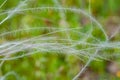 Summer background from field tall grass feather grass. Steppe plant Stipa close-up,