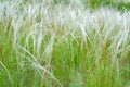 Summer background from field tall grass feather grass. Steppe plant Stipa close-up,