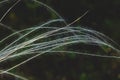 Summer background from field tall grass feather grass. Steppe plant Stipa close-up, nature outdoor