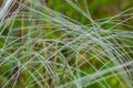 Summer background from field tall grass feather grass. Steppe plant Stipa close-up, nature outdoor