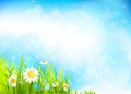 Summer background with flowers and grass Royalty Free Stock Photo