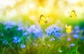 Summer background with forget me not blue flowers and butterflies. Beautiful nature landscape Royalty Free Stock Photo