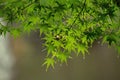 Summer background fresh green maple leaves Royalty Free Stock Photo